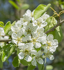 Image showing apple blossoms