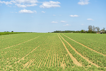 Image showing sunny farmland scenery