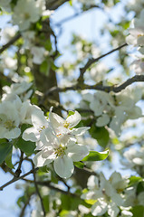 Image showing apple blossoms