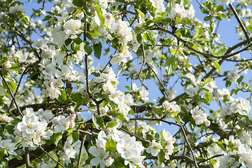 Image showing apple blossoms