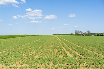 Image showing sunny farmland scenery