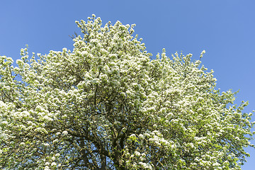 Image showing apple blossoms