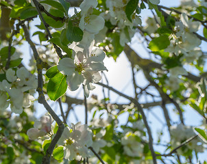 Image showing apple blossoms