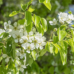Image showing apple blossoms