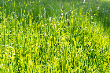 Image showing sunny illuminated grassland scenery