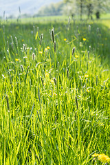 Image showing sunny illuminated grassland scenery