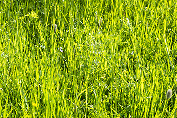 Image showing sunny illuminated grassland scenery