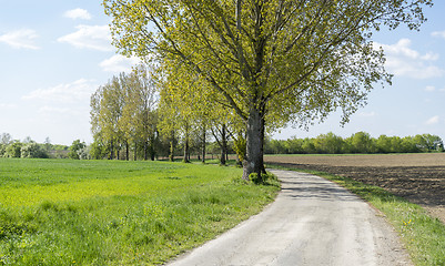 Image showing field path at spring time