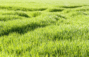 Image showing sunny illuminated grassland scenery