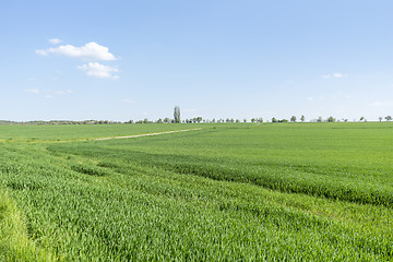 Image showing rural springtime scenery