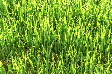 Image showing sunny illuminated grassland scenery