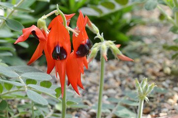 Image showing Sturts desert pea