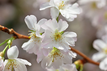 Image showing Beautiful Cherry blossom