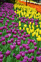 Image showing Beautiful of tulips