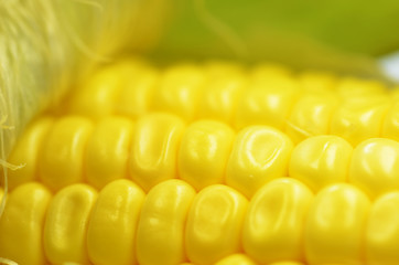 Image showing Detail shot of fresh corn on cob 