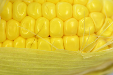 Image showing Detail shot of fresh corn on cob