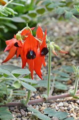 Image showing Sturts desert pea 