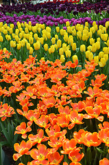 Image showing Beautiful of tulips