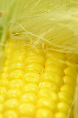Image showing Detail shot of fresh corn on cob