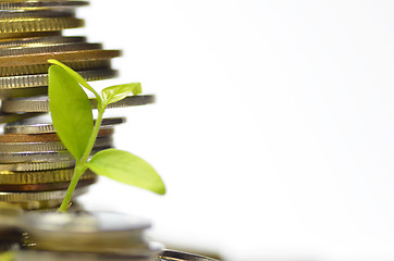 Image showing Plant and lot of coins