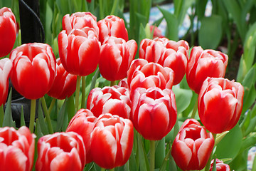 Image showing Beautiful of tulips in Gardens by the Bay