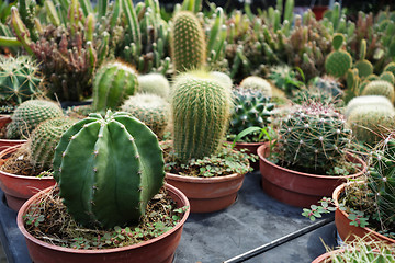 Image showing Cactus plants inside nursery