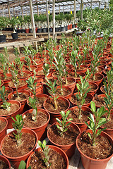 Image showing Adenium flower plantations