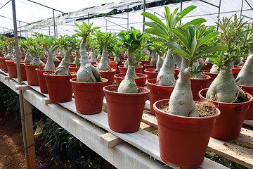 Image showing Adenium flower plantations