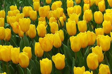 Image showing Beautiful of tulips in Gardens by the Bay