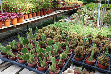 Image showing Cactus plants inside nursery