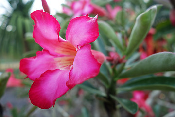 Image showing Tropical flower Pink Adenium 