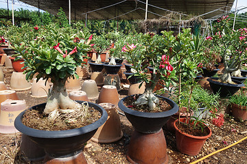 Image showing Adenium flower plantations