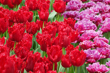 Image showing Beautiful of tulips in Gardens by the Bay