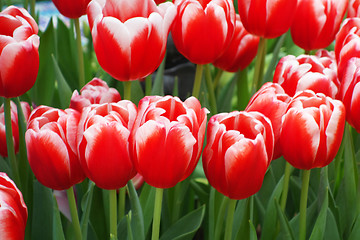 Image showing Beautiful of tulips in Gardens by the Bay