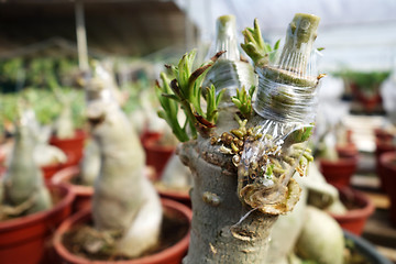 Image showing Stem grafting of Adenium tree