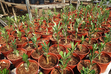 Image showing Adenium flower plantations