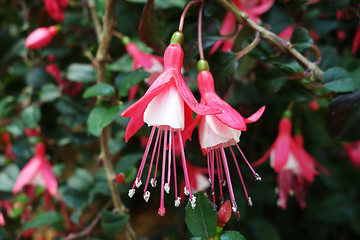 Image showing Ballerina Flowers in the Gardens by the Bay 