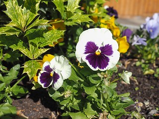 Image showing White and purple Viola flower