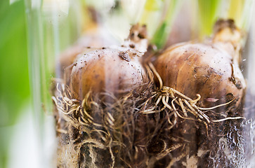 Image showing close up of flower bulb or onion