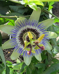 Image showing Passion flower 