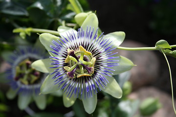 Image showing Passion flowers