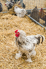 Image showing Big beautiful purebred rooster on a farm