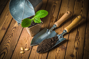 Image showing Seedlings zucchini and garden tools on a wooden surface