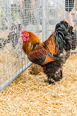 Image showing Big beautiful purebred rooster on a farm, close-up