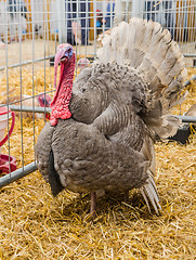 Image showing Big beautiful turkey on a farm, close-up