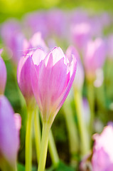 Image showing Pink blossoming crocuses in the garden, close up