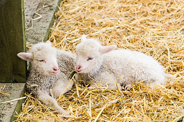 Image showing Two Little lamb sleeping in straw