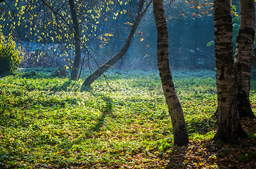 Image showing Freakish trunks of trees on a glade