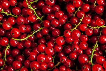 Image showing Redcurrant close up