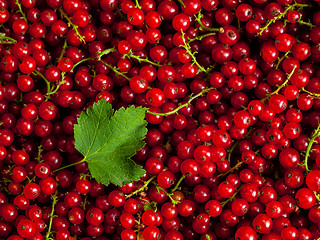 Image showing Redcurrant close up